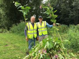 Weeding in Nantwich riverside